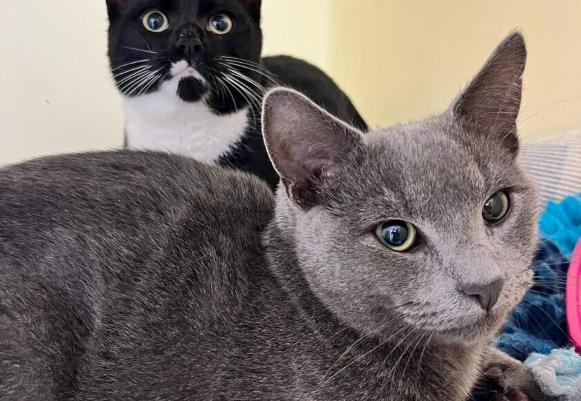 Cats