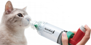 feline-allergic13