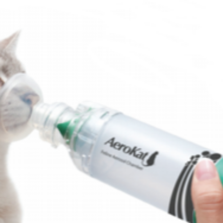 feline-allergic13