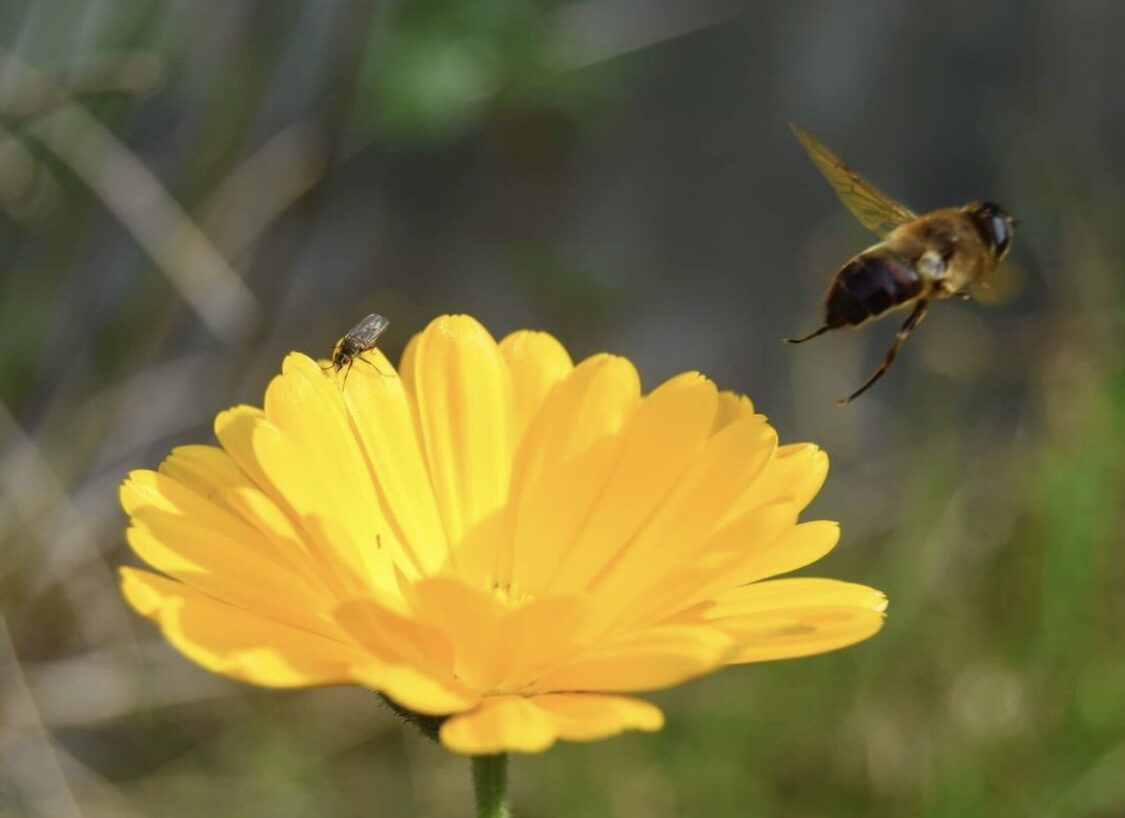 bee pic
