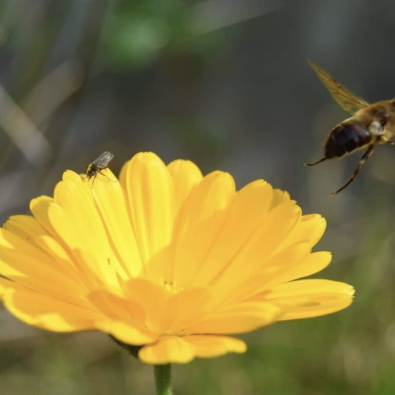 bee pic