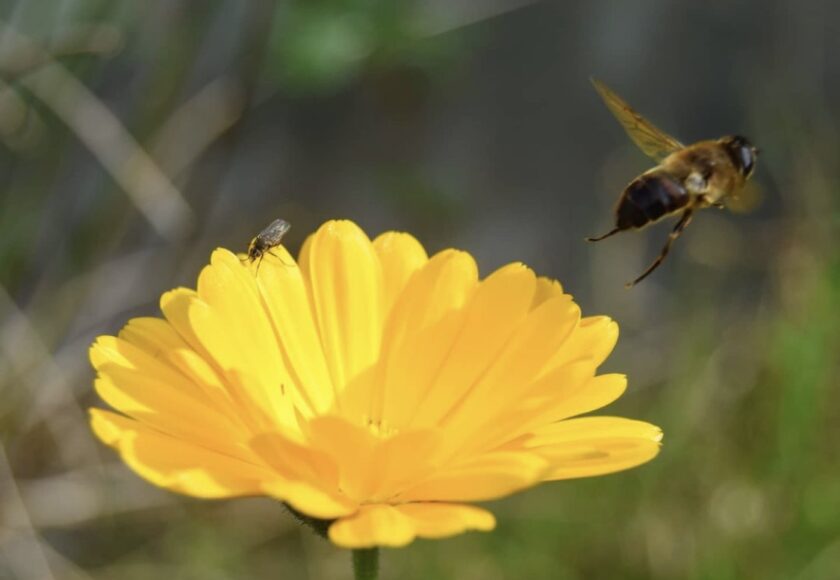 bee pic