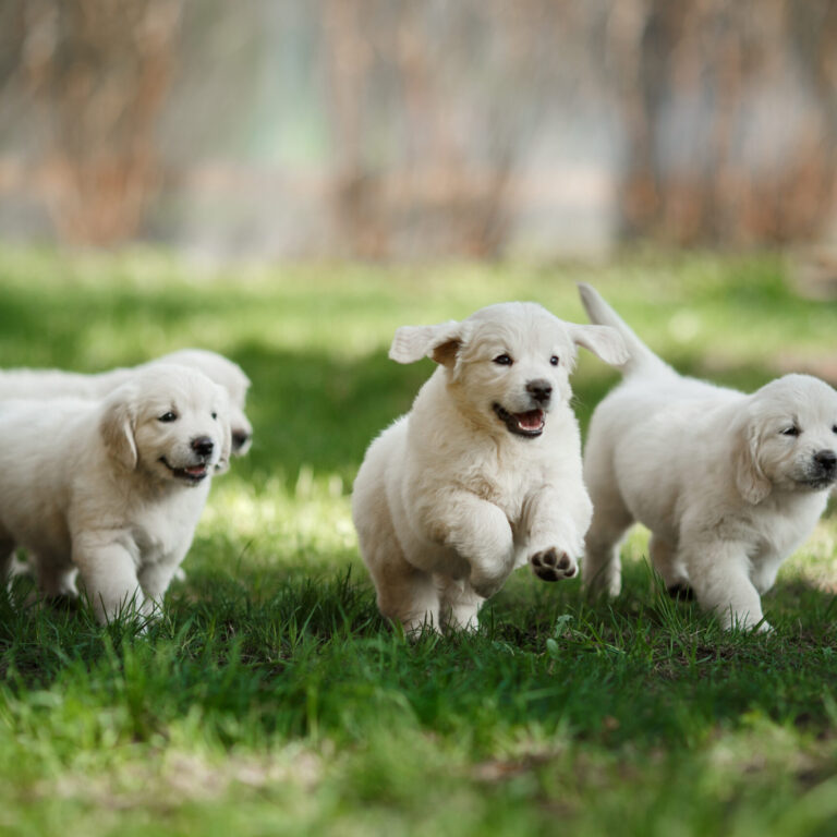 Little puppys Golden retriever