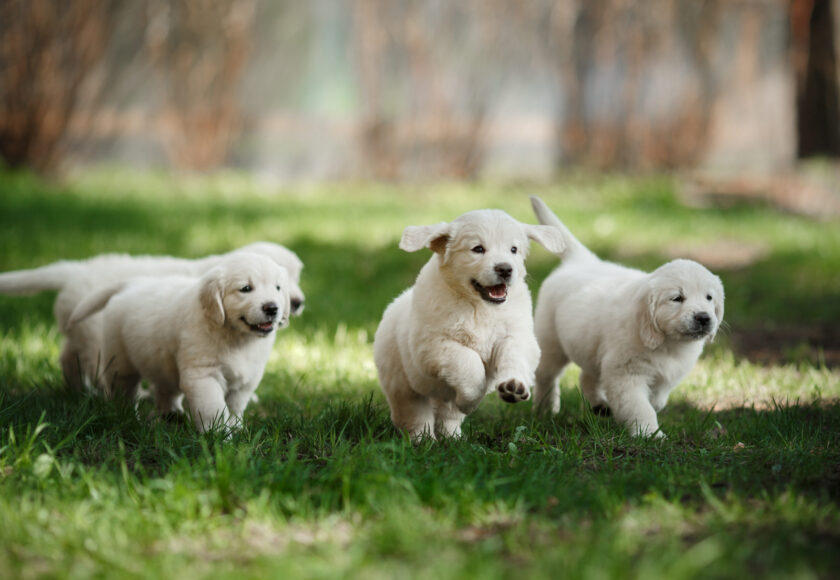 Little puppys Golden retriever