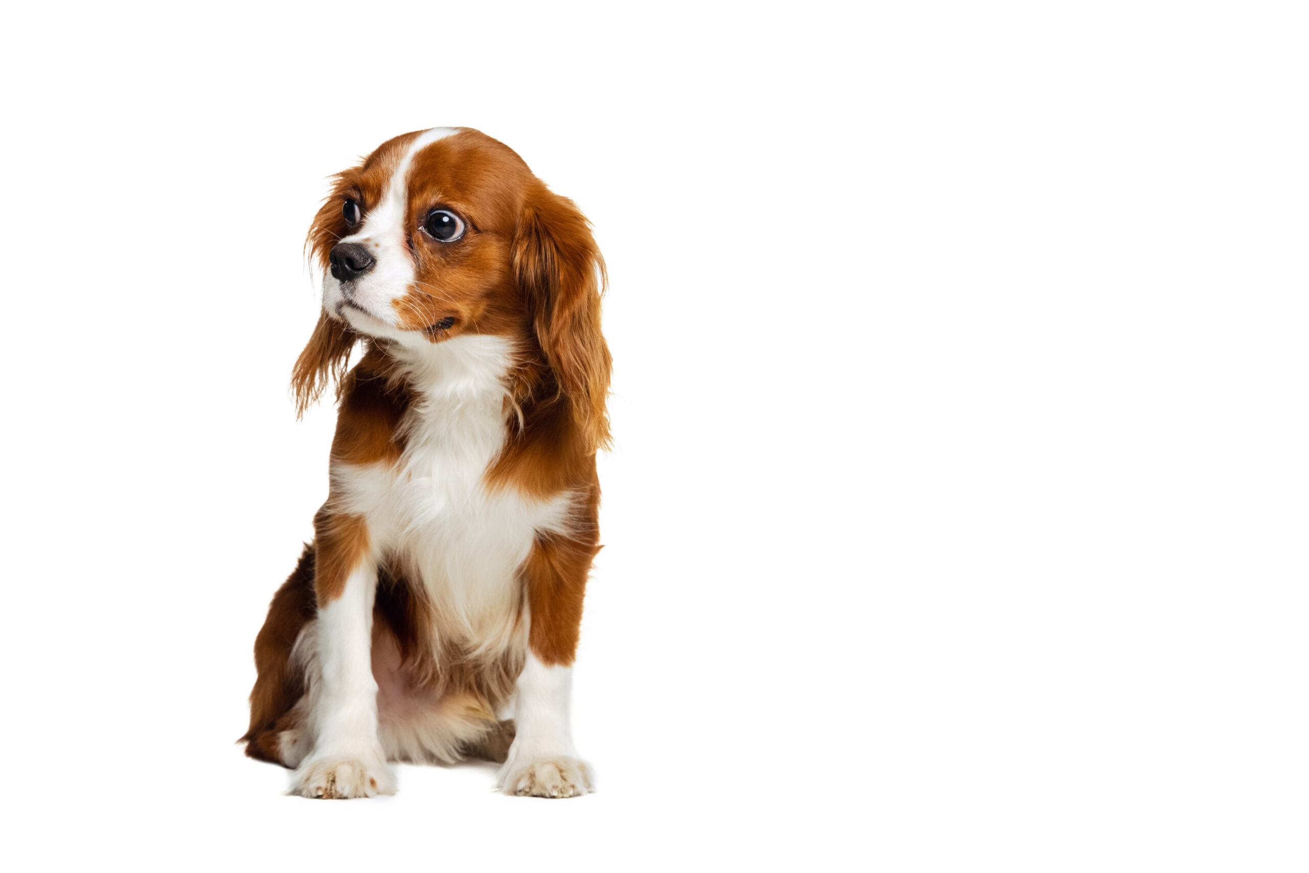 Companion dog breed, King Charles Spaniel calmly sitting isolated over white studio background.