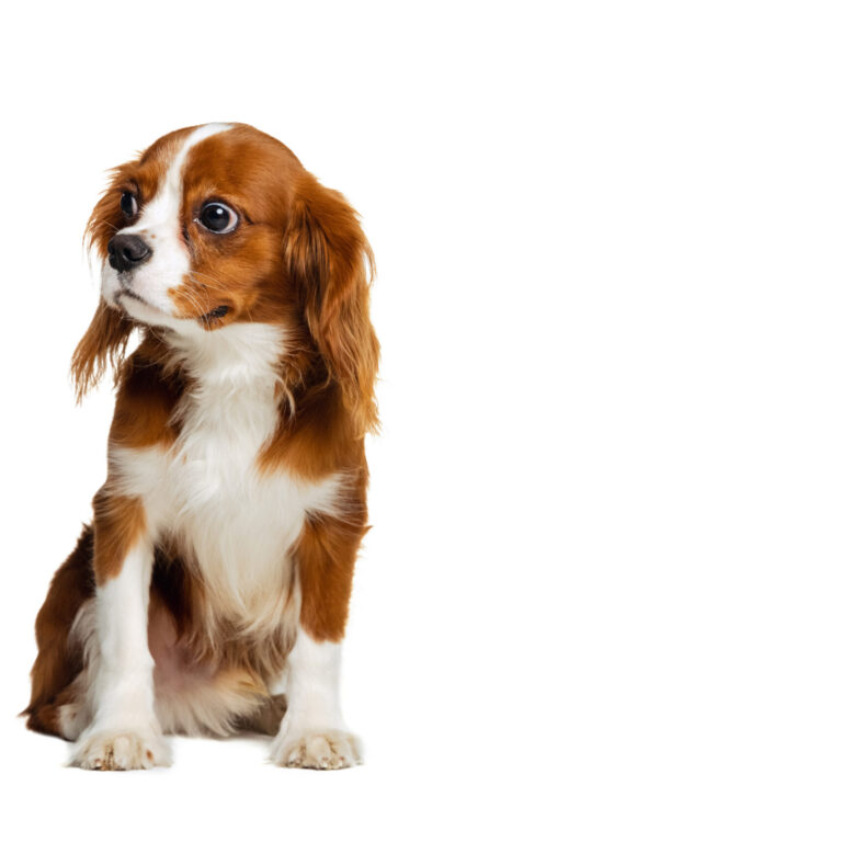 Companion dog breed, King Charles Spaniel calmly sitting isolated over white studio background.