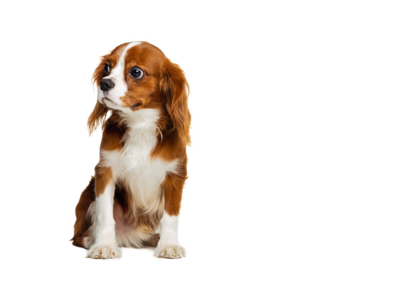 Companion dog breed, King Charles Spaniel calmly sitting isolated over white studio background.