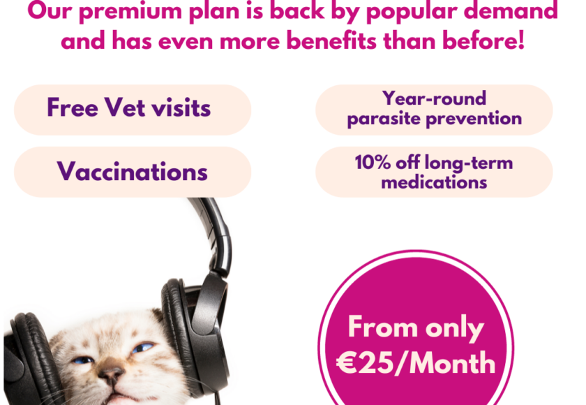 trustvet cat ad 2