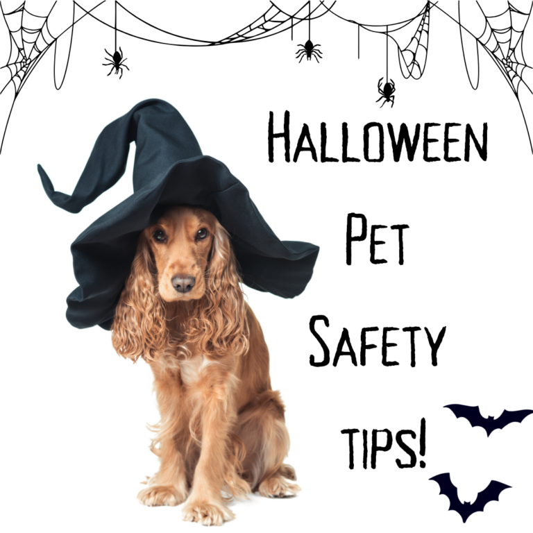 Halloween Pet Safety tips!