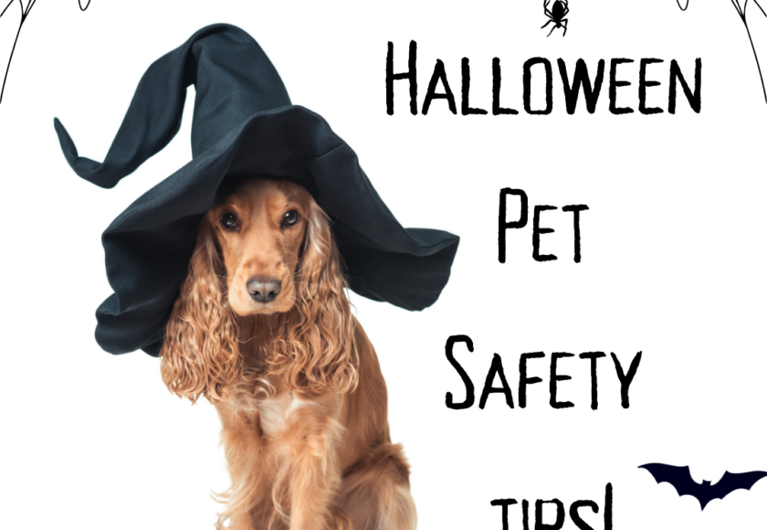 Halloween Pet Safety tips!