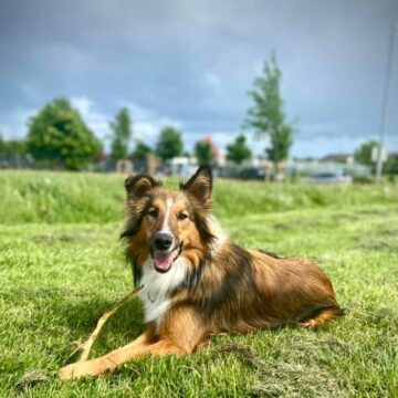 collie-e1653557122378.jpg
