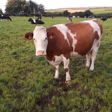 cow-e1638279226420.jpg