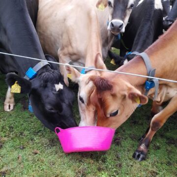 cows-e1707910552502.jpg