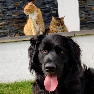 dogandcat-e1638278448108.jpg